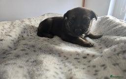 Mixed Breed dogs for sale: German Shepherd cross American bulldog puppies - Image 7