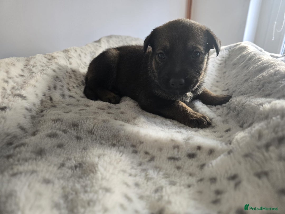 Mixed Breed dogs for sale: German Shepherd cross American bulldog puppies - Image 7