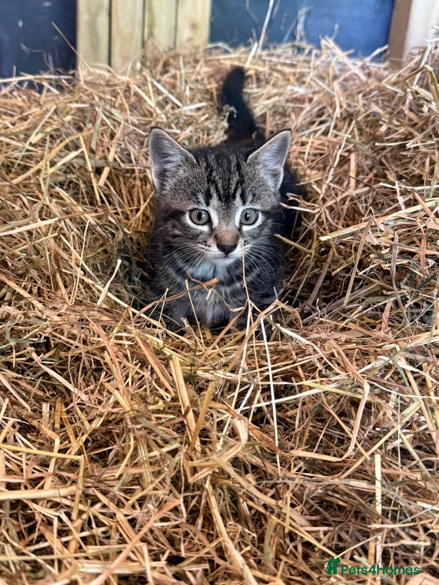Mixed Breed cats for sale: 1 Female Kitten for sale  - Advert 1