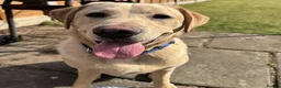 Labrador Retriever dogs for sale: looking for a loving new home in Northampton - Advert 1