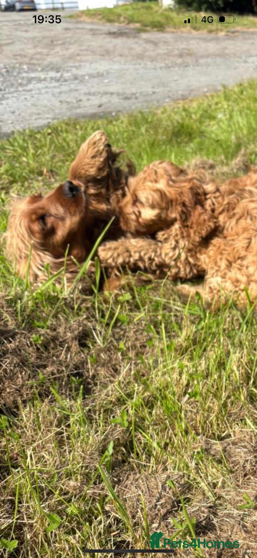 Cockapoo dogs for sale: Red Cockapoos for sale - Image 1