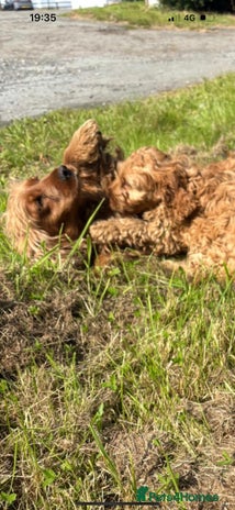 Cockapoo dogs - Advert 13