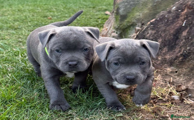 Staffordshire Bull Terrier dogs - Advert 2