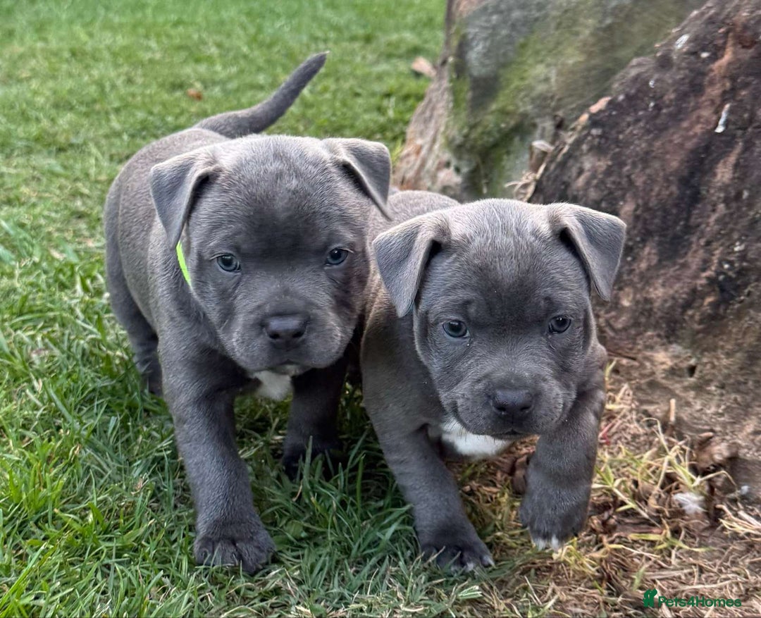 Staffordshire Bull Terrier dogs for sale: Purebred Blue staffy pups - Image 1