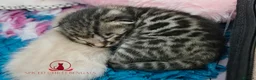 Bengal cats for sale: 🌟6 x CHAMPION BENGALS KITTENS🌟 - Advert 7
