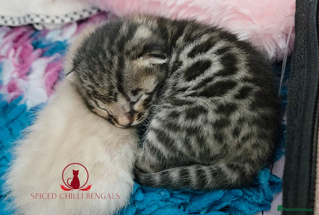 Bengal cats for sale: 🌟6 x CHAMPION BENGALS KITTENS🌟 - Advert 7