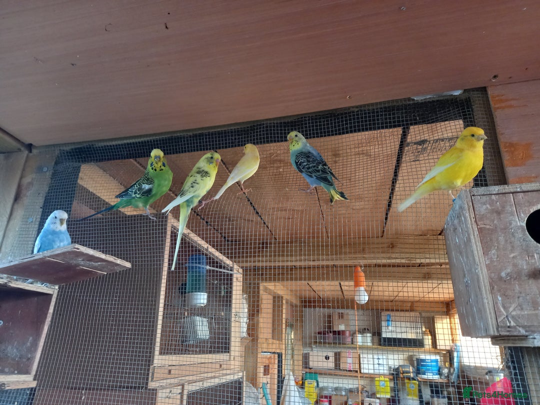 Budgerigars birds for sale: Beautiful baby budgies... - Image 10