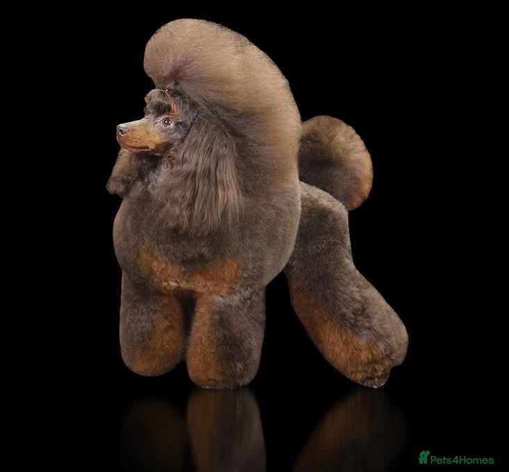 Aussiedoodle dogs F1b Miniature Aussiedoo puppies - Advert 2