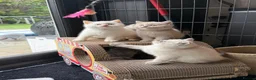 British Shorthair cats for sale: British shorthair kittens 😺 - Advert 7