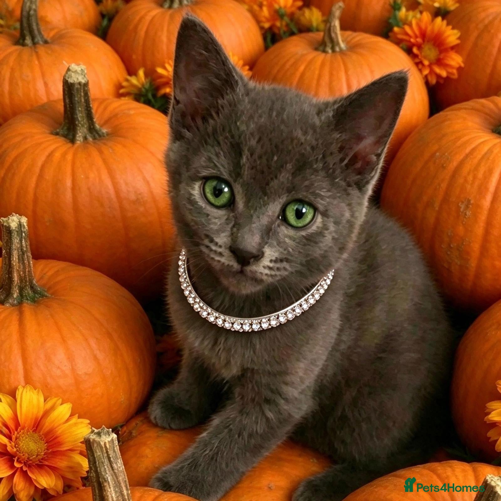 Russian Blue cats for sale: Beautiful pedigree Russian blue kittens - Advert 1