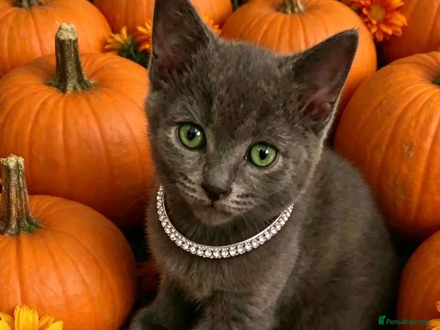 Russian Blue cats for sale: Beautiful pedigree Russian blue kittens - Advert 1