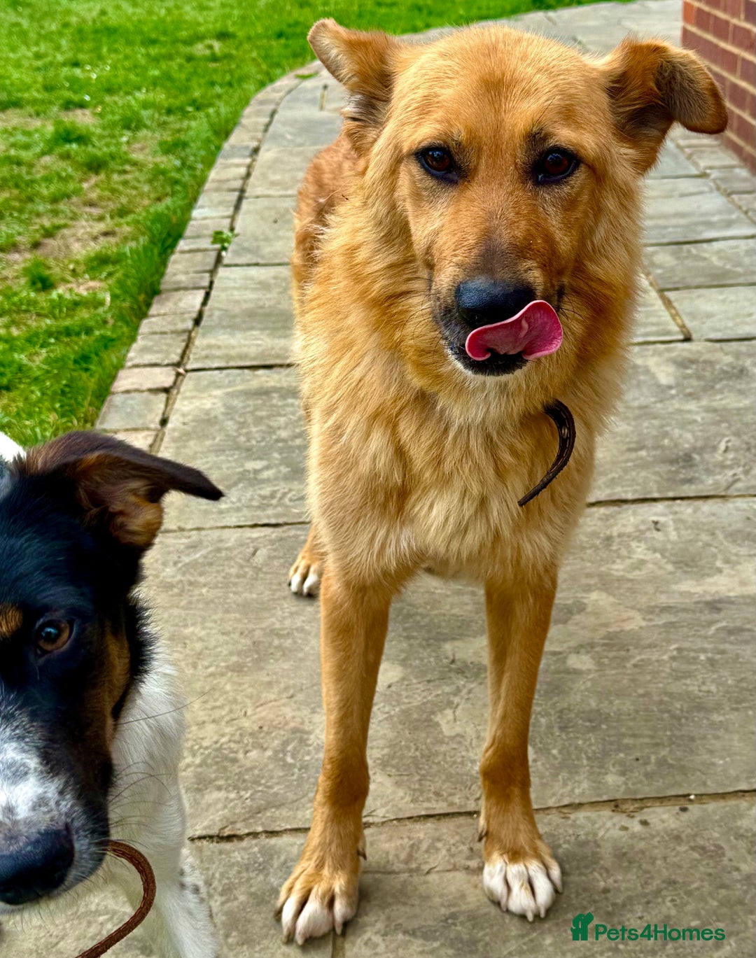 German Shepherd dogs for adoption: Ridgey – The Dog They Left Behind - Image 6