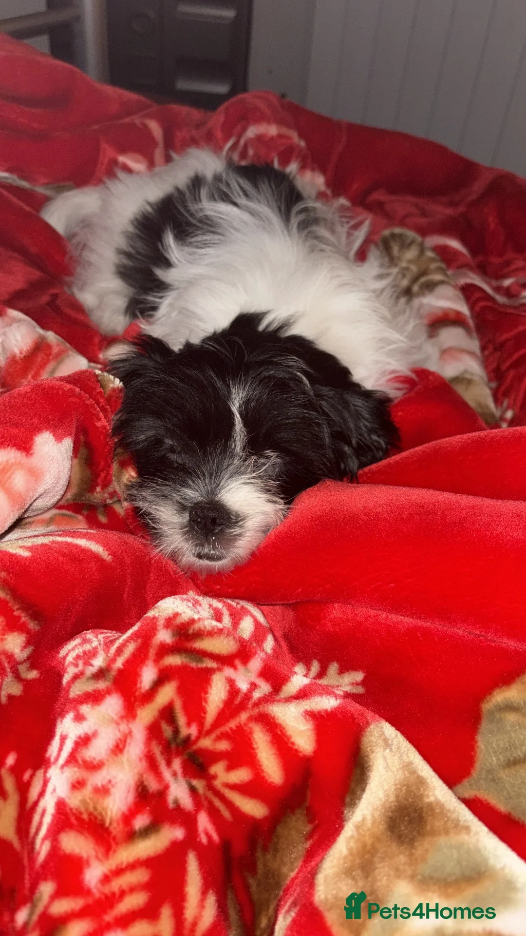 Mixed Breed dogs for sale: Female Shih-Tzu - Advert 2
