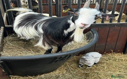 Goats livestock for sale: Reg Pygmy Nanny Goats  - Image 9
