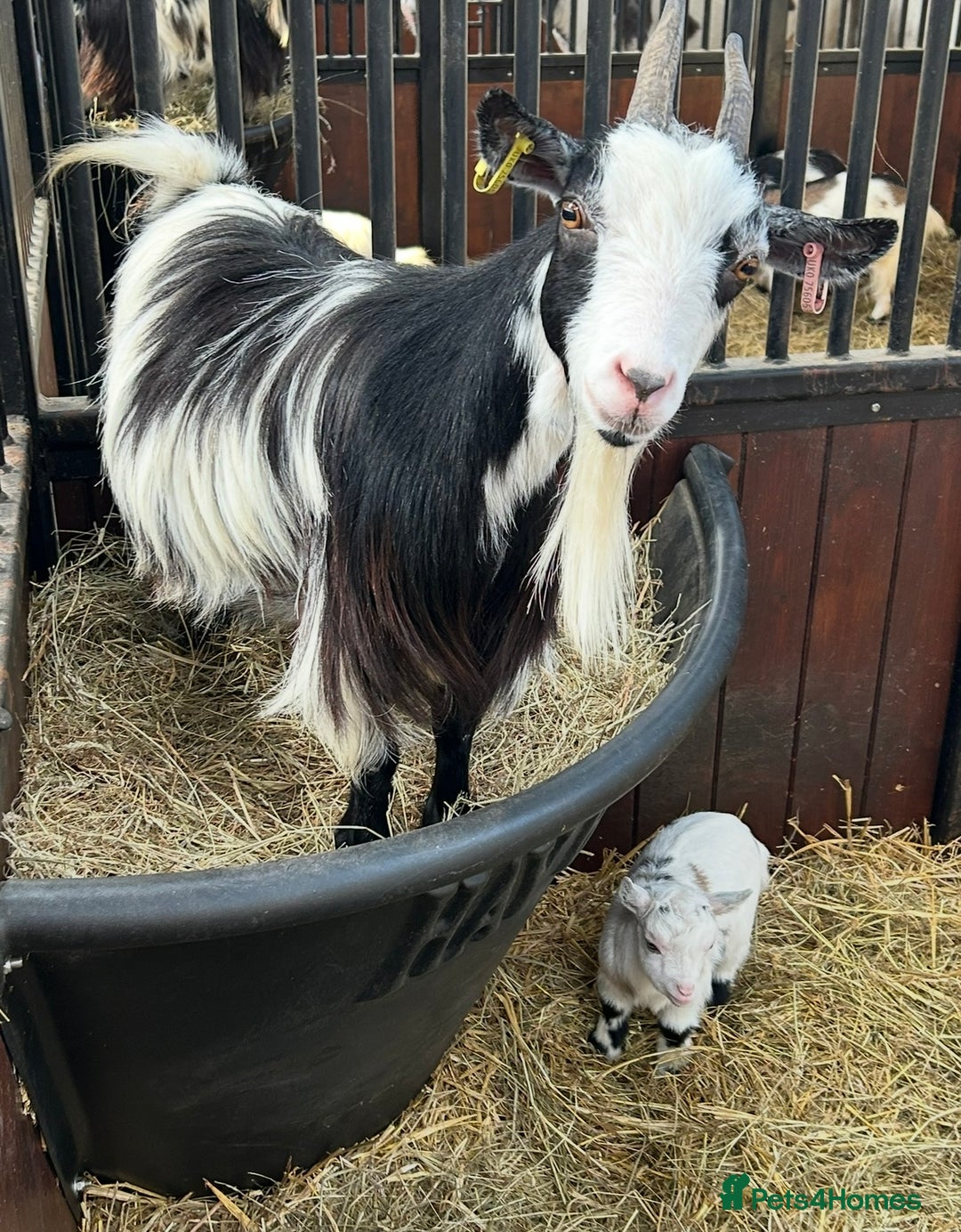 Goats livestock for sale: Reg Pygmy Nanny Goats  - Image 9