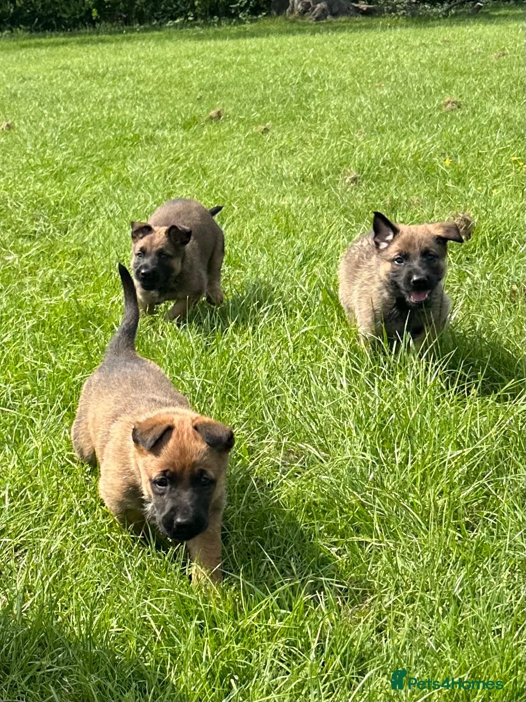 Belgian Shepherd Dog dogs Belgium Malinois  - Advert 2