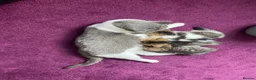 British Shorthair cats for sale: British Short Hair Kittens Purebred - Advert 19