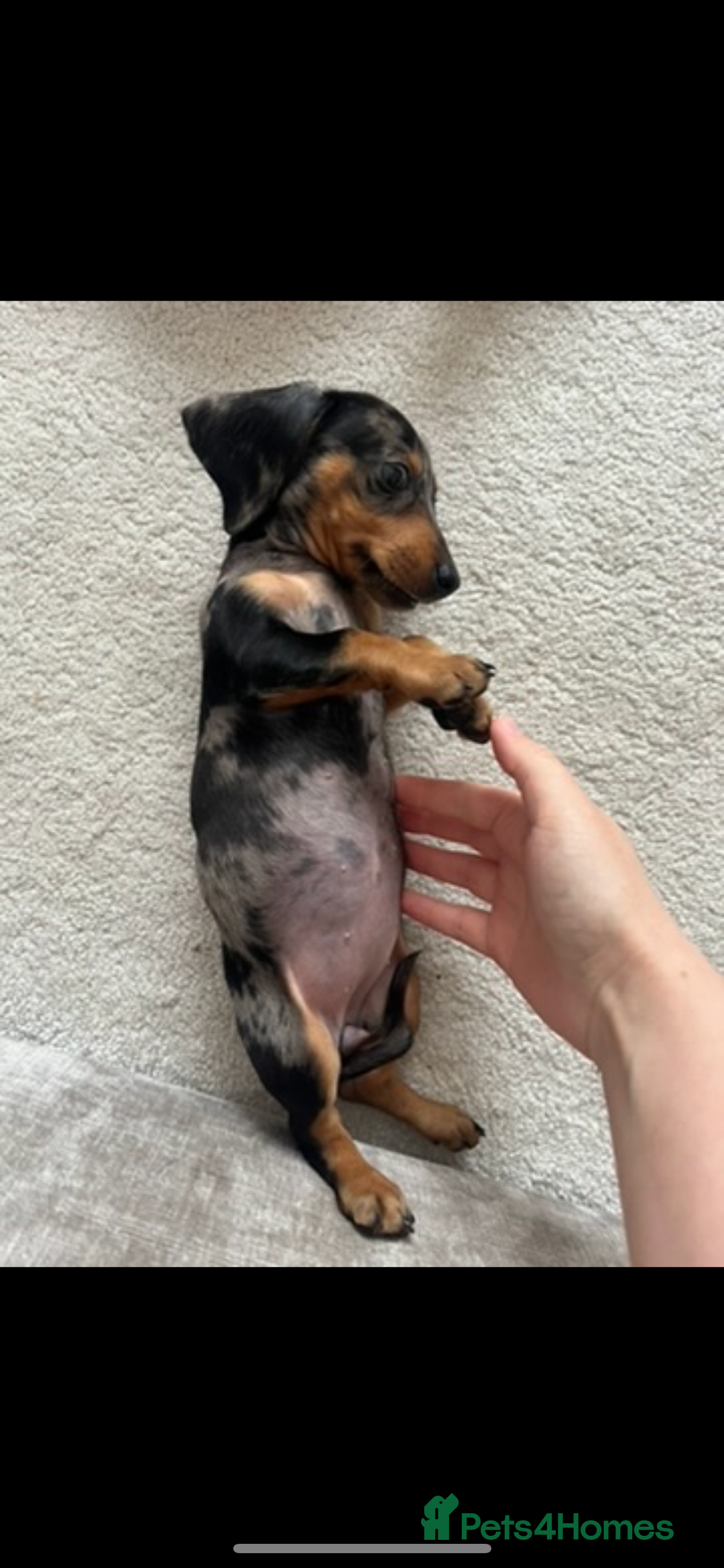 Miniature Dachshund dogs for sale: 14 Week Old Mini Dachshund  - Advert 5