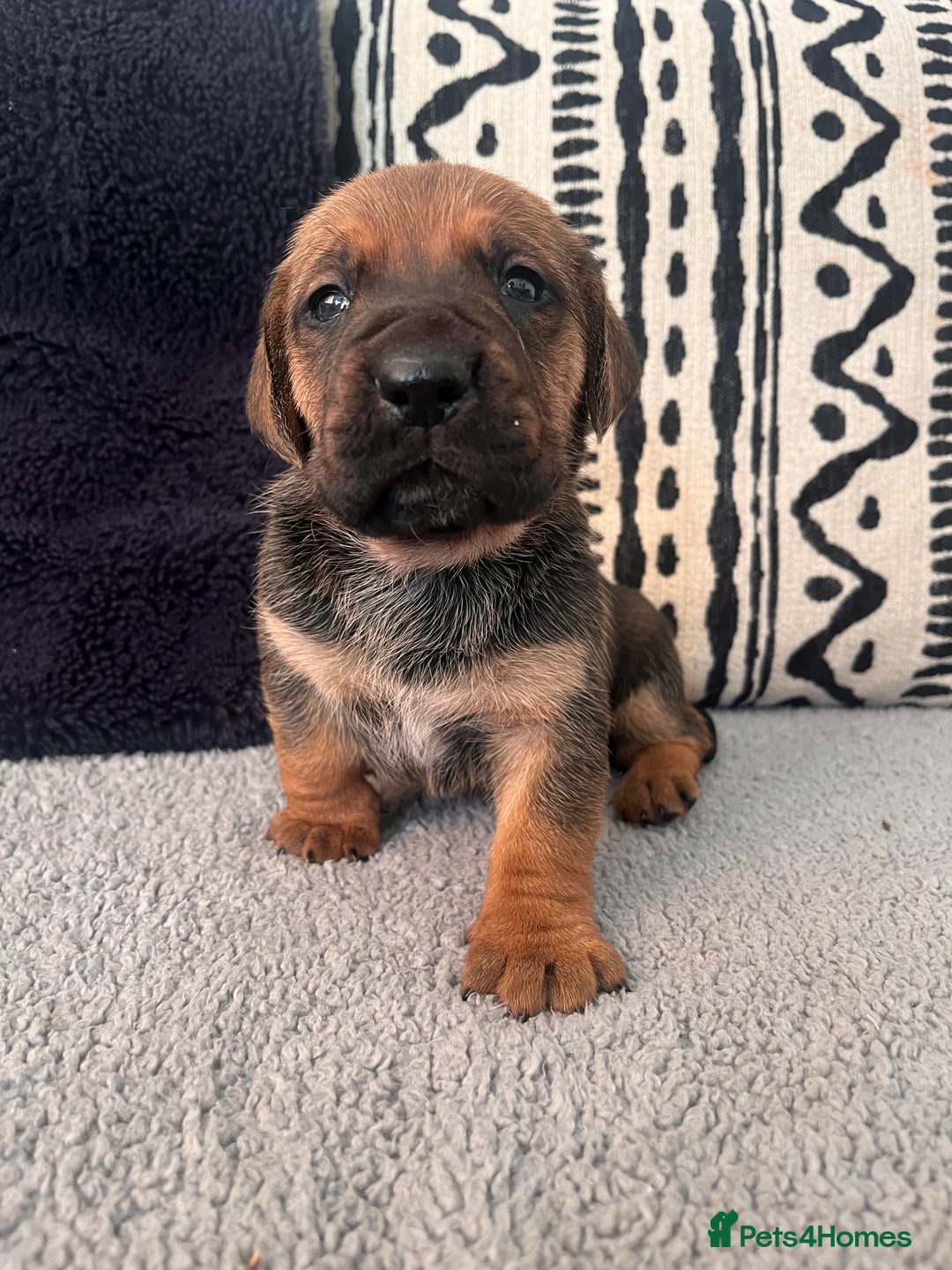 Cane Corso dogs for sale: Stunning Full Pedigree Cane Corso Puppies 🏆  - Advert 19