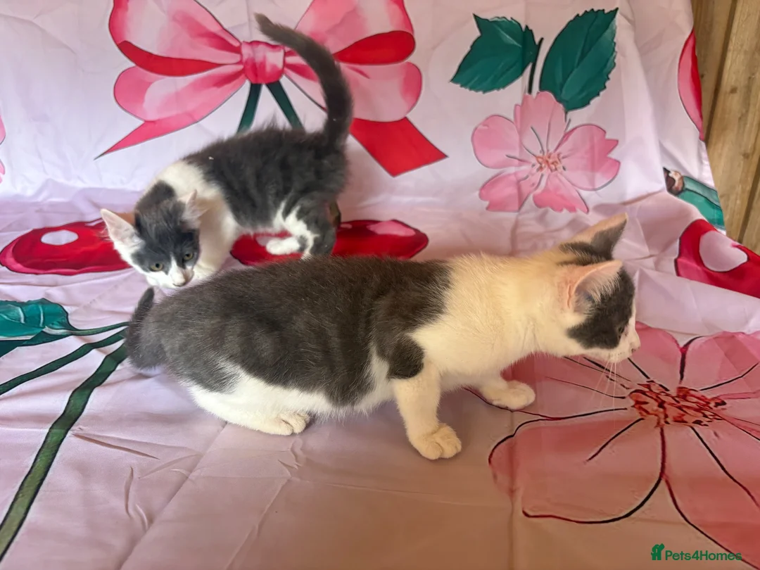 Mixed Breed cats for sale: 2 grey and white boys Ragdoll x - Advert 14
