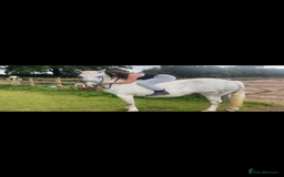 Connemara horses for sale: 💖BARBARA💖 - Image 4