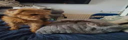Mixed Breed cats for sale: Female kitten - Advert 11