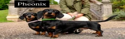 Miniature Dachshund dogs for sale: Quality Miniature Dachshund Puppies in Lewes - Advert 7