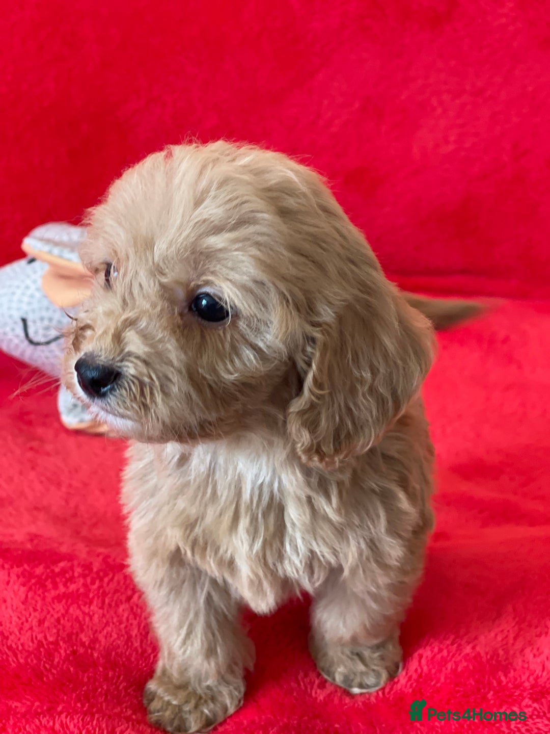 Cockapoo dogs for sale: Adorable cockapoo pups - Image 8