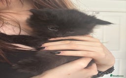 Mixed Breed cats for sale: 4 black fluff balls  - Image 5