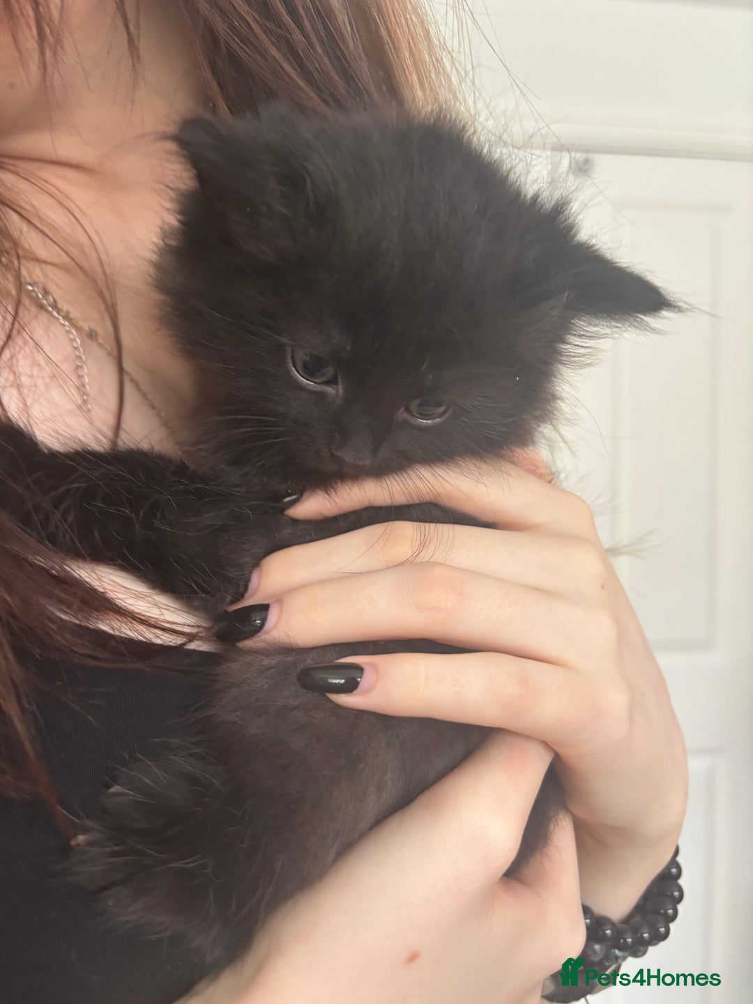 Mixed Breed cats for sale: 4 black fluff balls  - Image 5