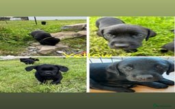 Labrador Retriever dogs for sale: 10 Beautiful black Labrador puppies - Image 35