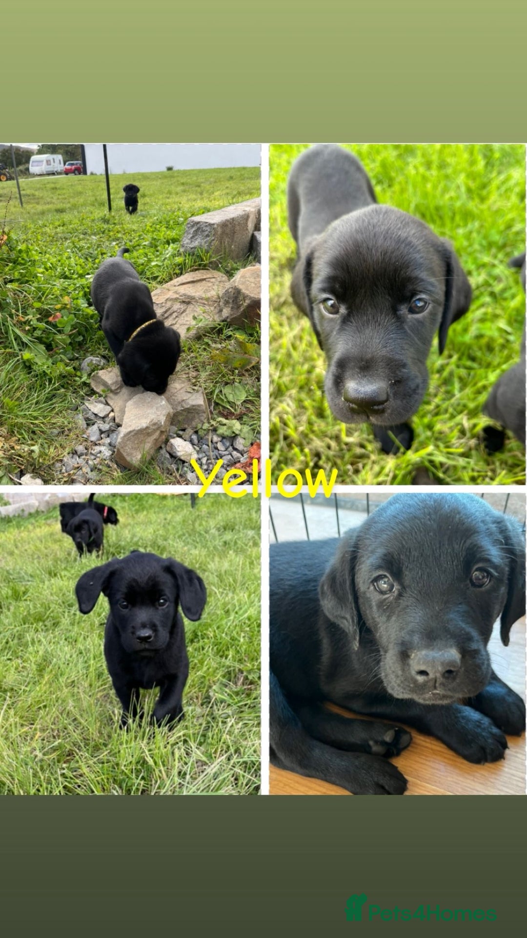 Labrador Retriever dogs for sale: 10 Beautiful black Labrador puppies - Image 35
