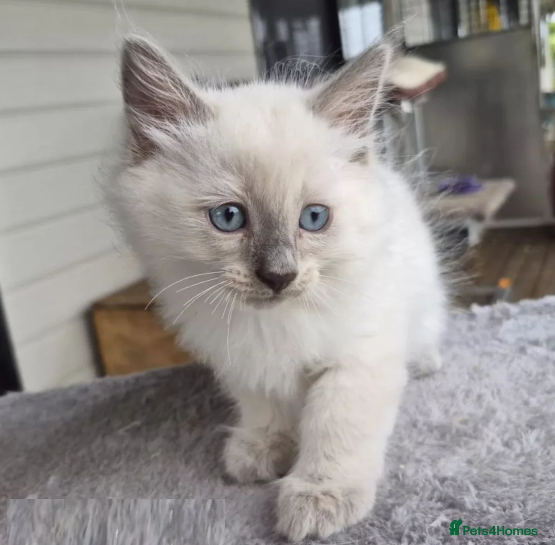 Ragdoll cats for sale: xckj Healthy rag doll Kittens up for New Families in Cannock - Advert 2