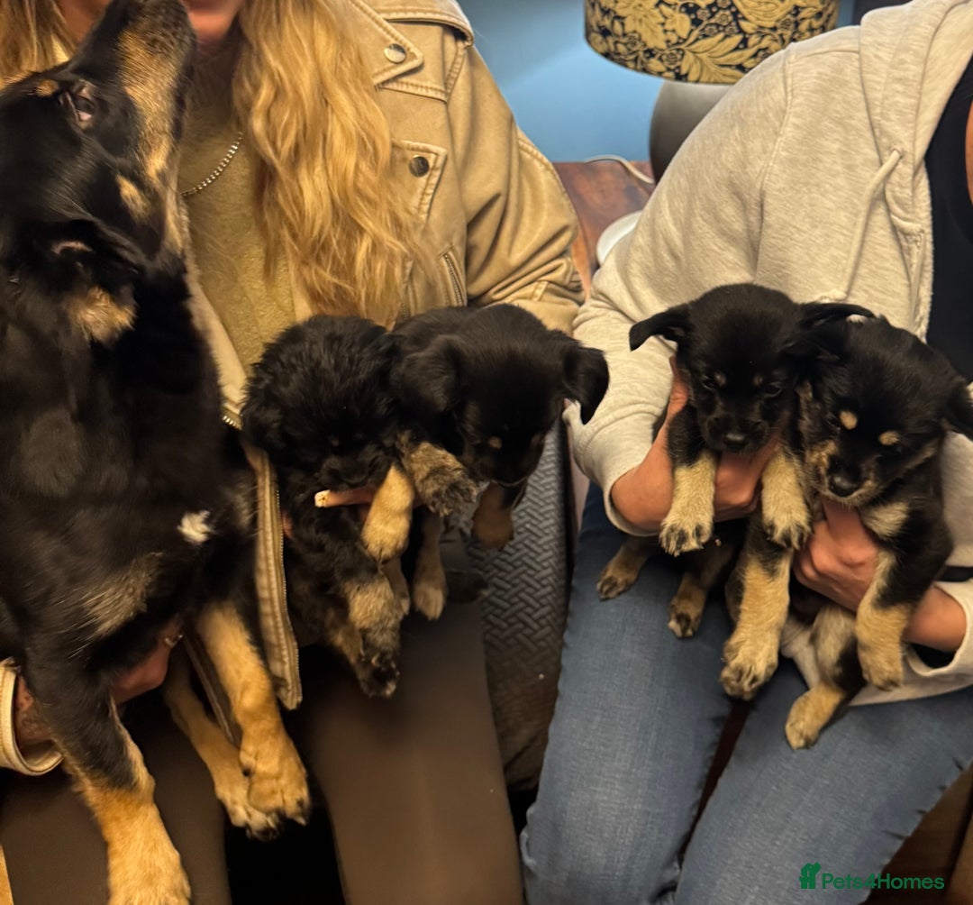 Mixed Breed dogs for sale: Husky cross cockerspaniel puppies  - Advert 5