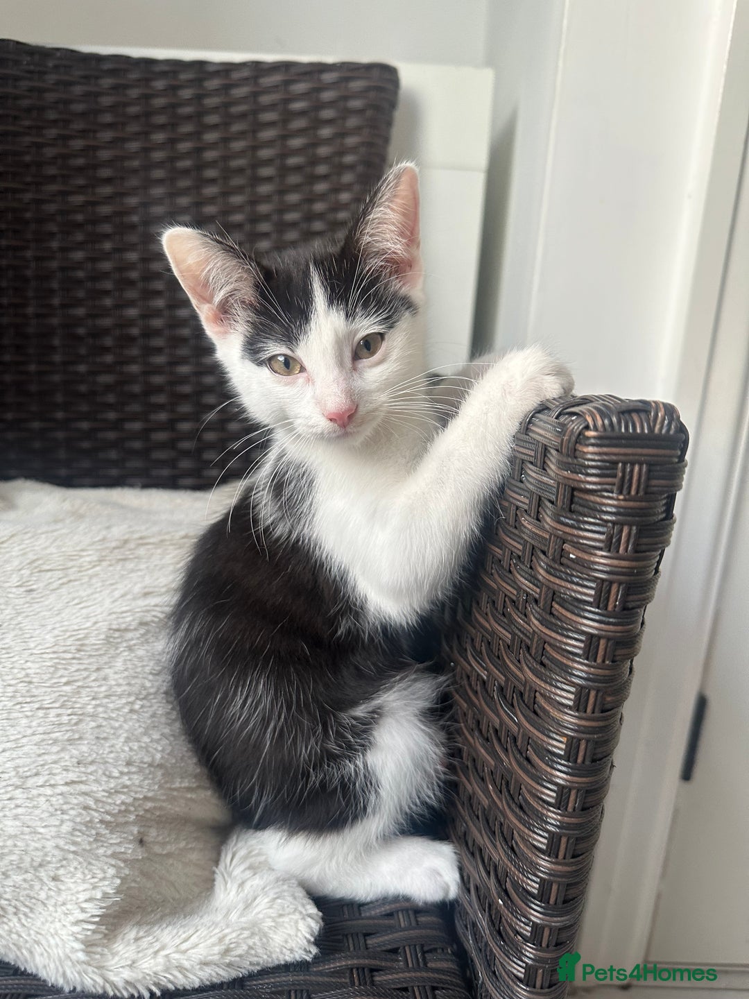 Turkish Angora cats for sale: Male kitten - Image 2