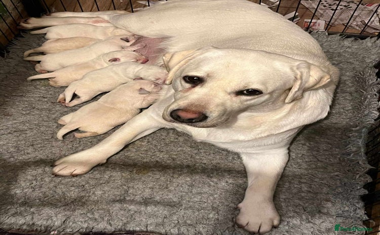 Labrador Retriever dogs - Advert 8