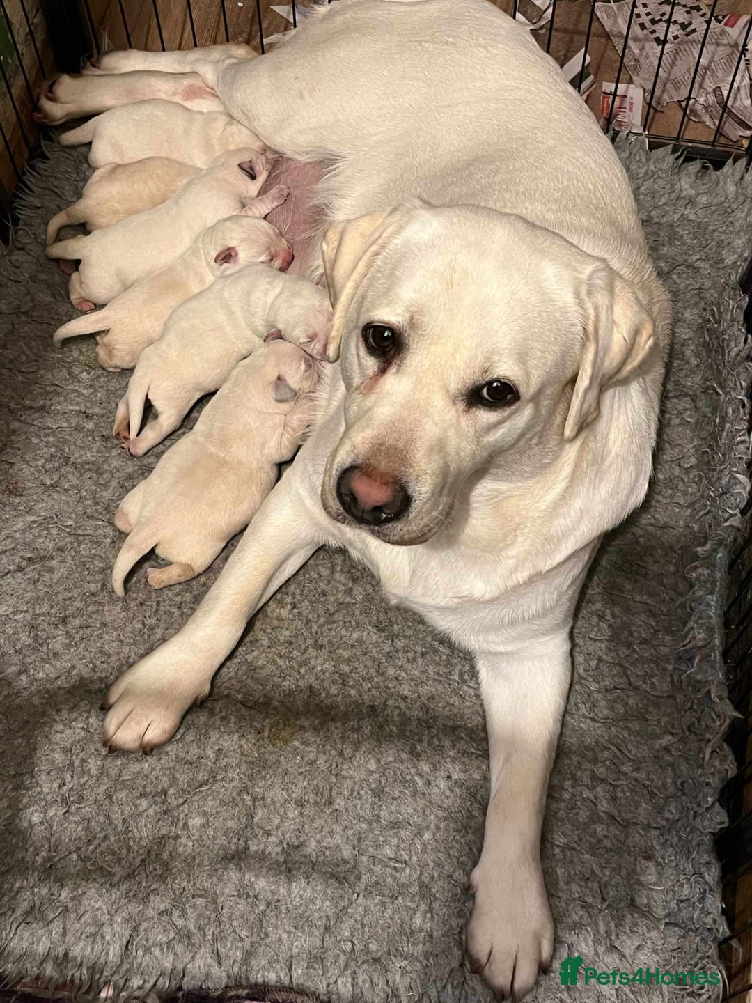 Labrador Retriever dogs for sale: KC REG YELLOW LAB PUPS FOR SALE    3 DOGS 3 BITCHE - Image 1