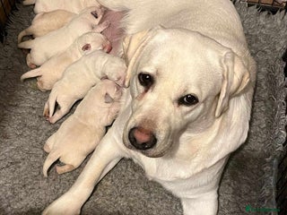 Labrador Retriever dogs - Advert 1