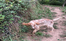 English Setter dogs for adoption: Hendy - Image 4