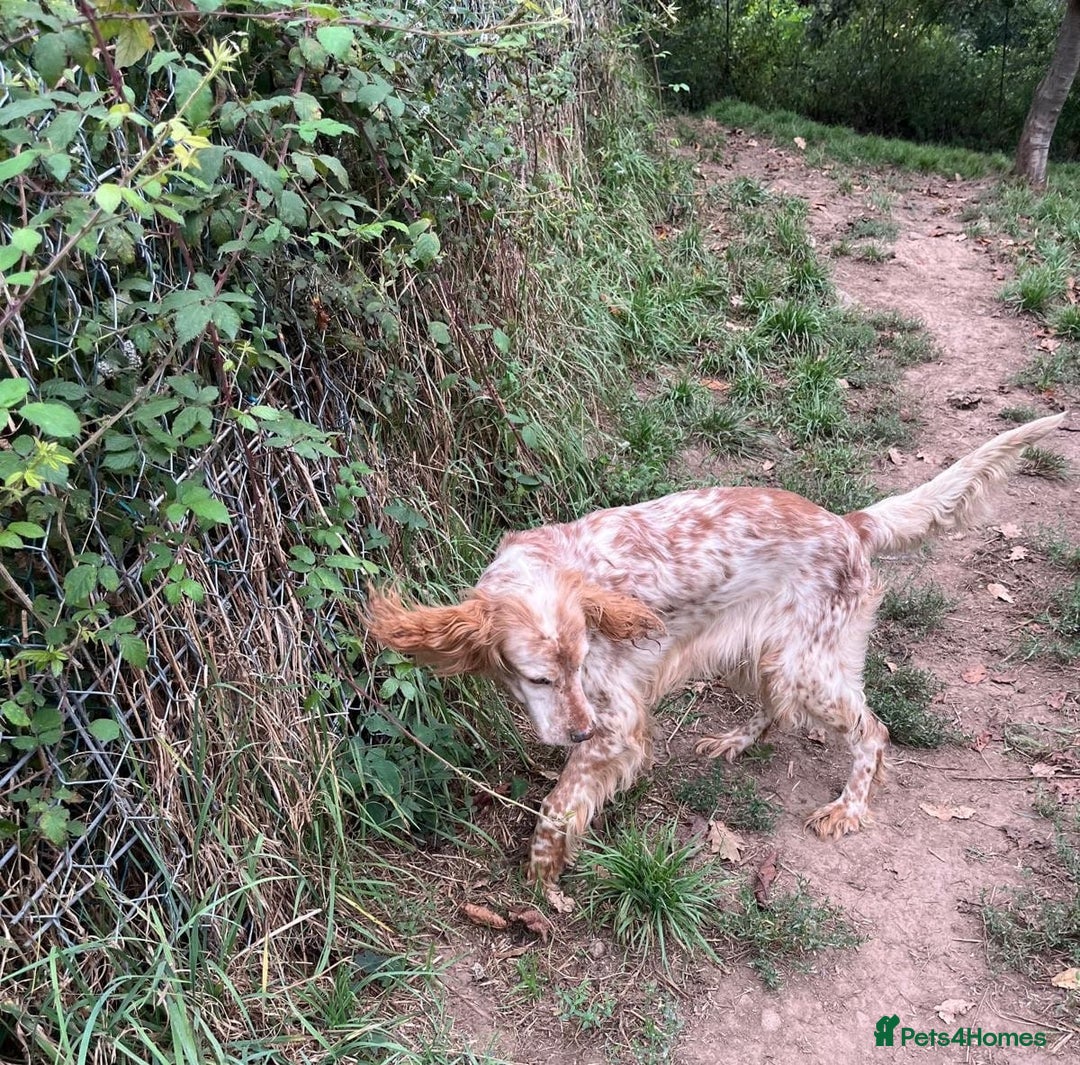 English Setter dogs for adoption: Hendy - Image 4