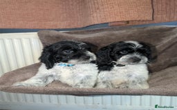 Cockapoo dogs for sale: F1 cockapoos  - Image 4