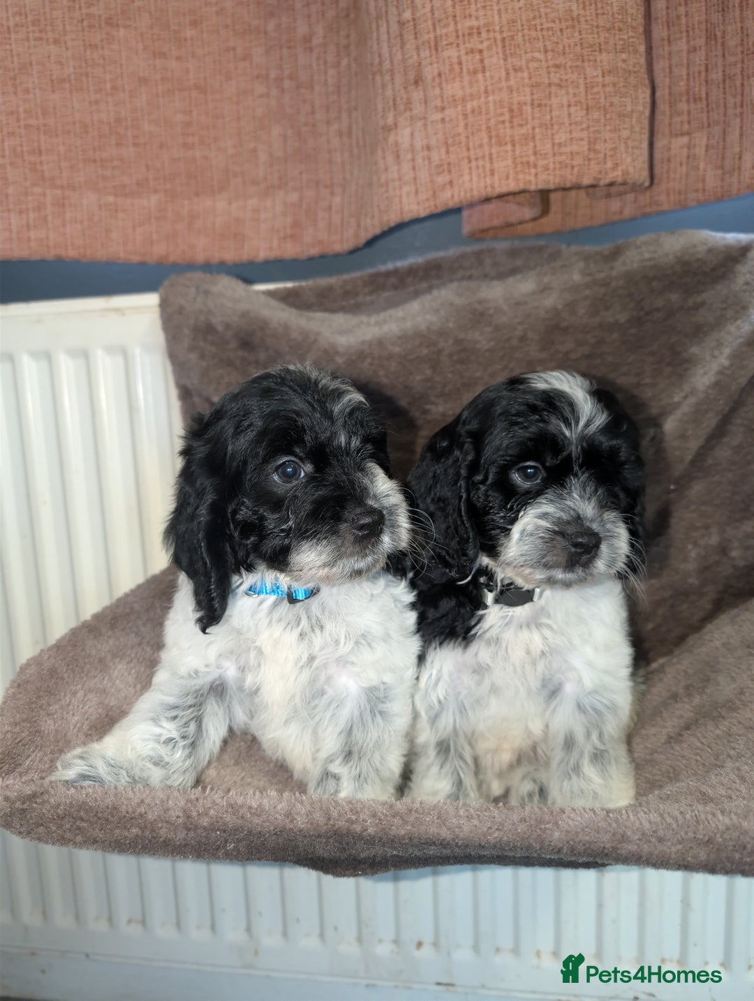 Cockapoo dogs for sale: F1 cockapoos  - Image 4