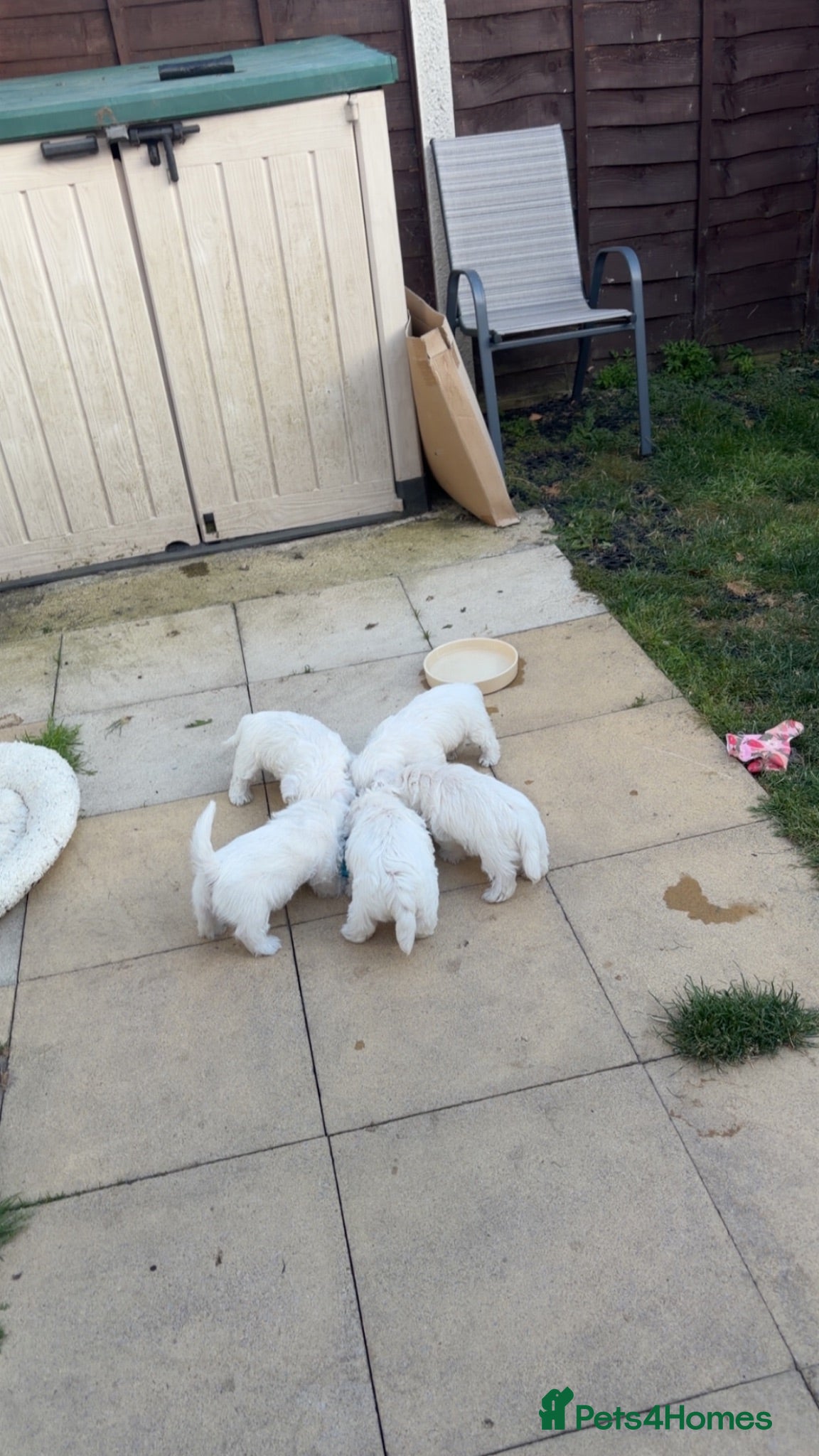 West Highland Terrier dogs Beautiful West Highland White Terrier Pupppies - Advert 2