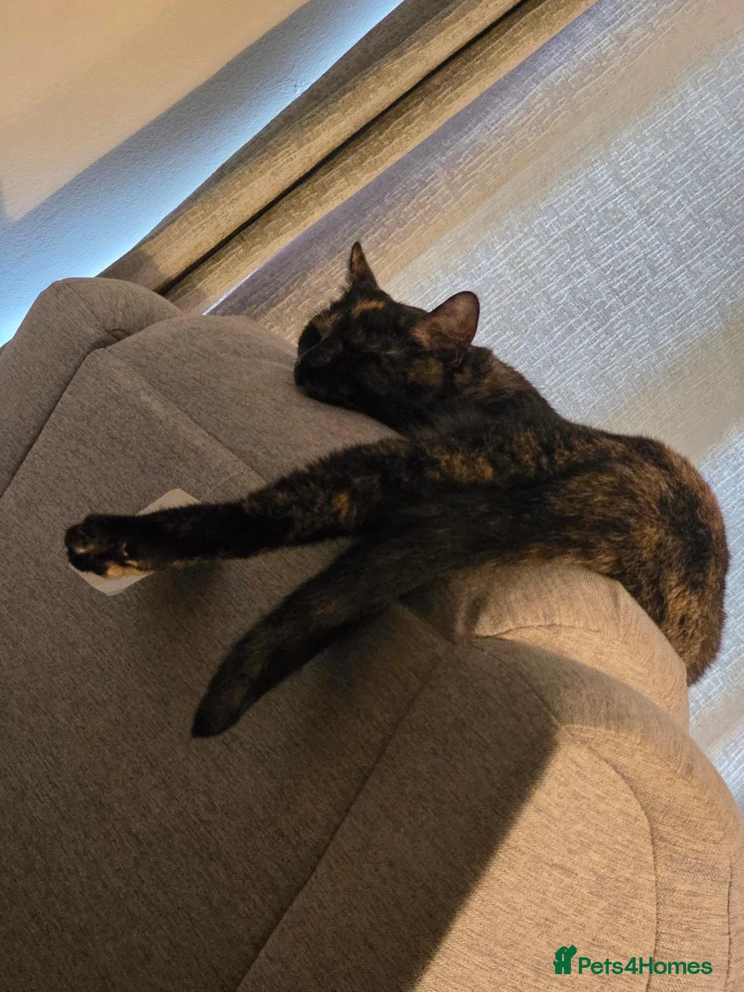 Mixed Breed cats for sale: Jinxy - **  in Leeds - Advert 2