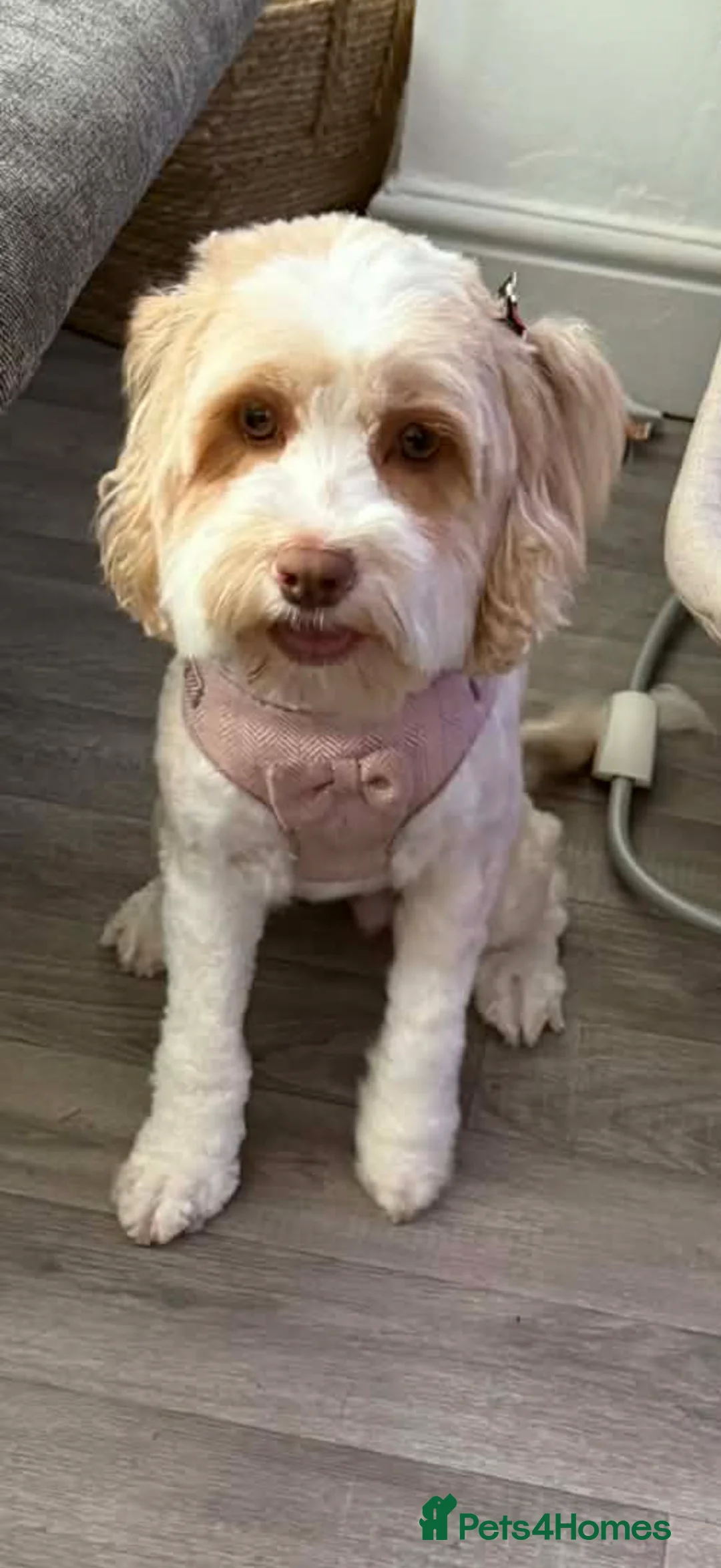 Cockapoo dogs for sale: Beautiful litter of F1B cockapoos in Havant - Advert 2