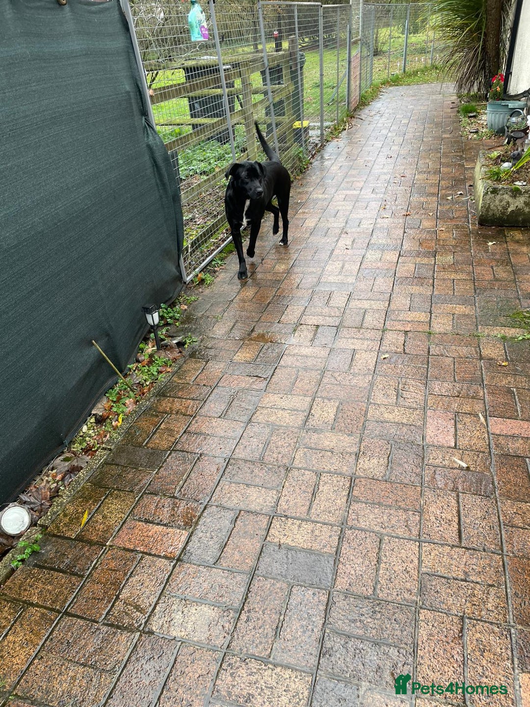 Mixed Breed dogs for adoption: SHEAMUS-a sensitive Soul for the right Human Match - Advert 11