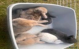 Mini Lion Lop rabbits for sale: Mini lop - Image 35