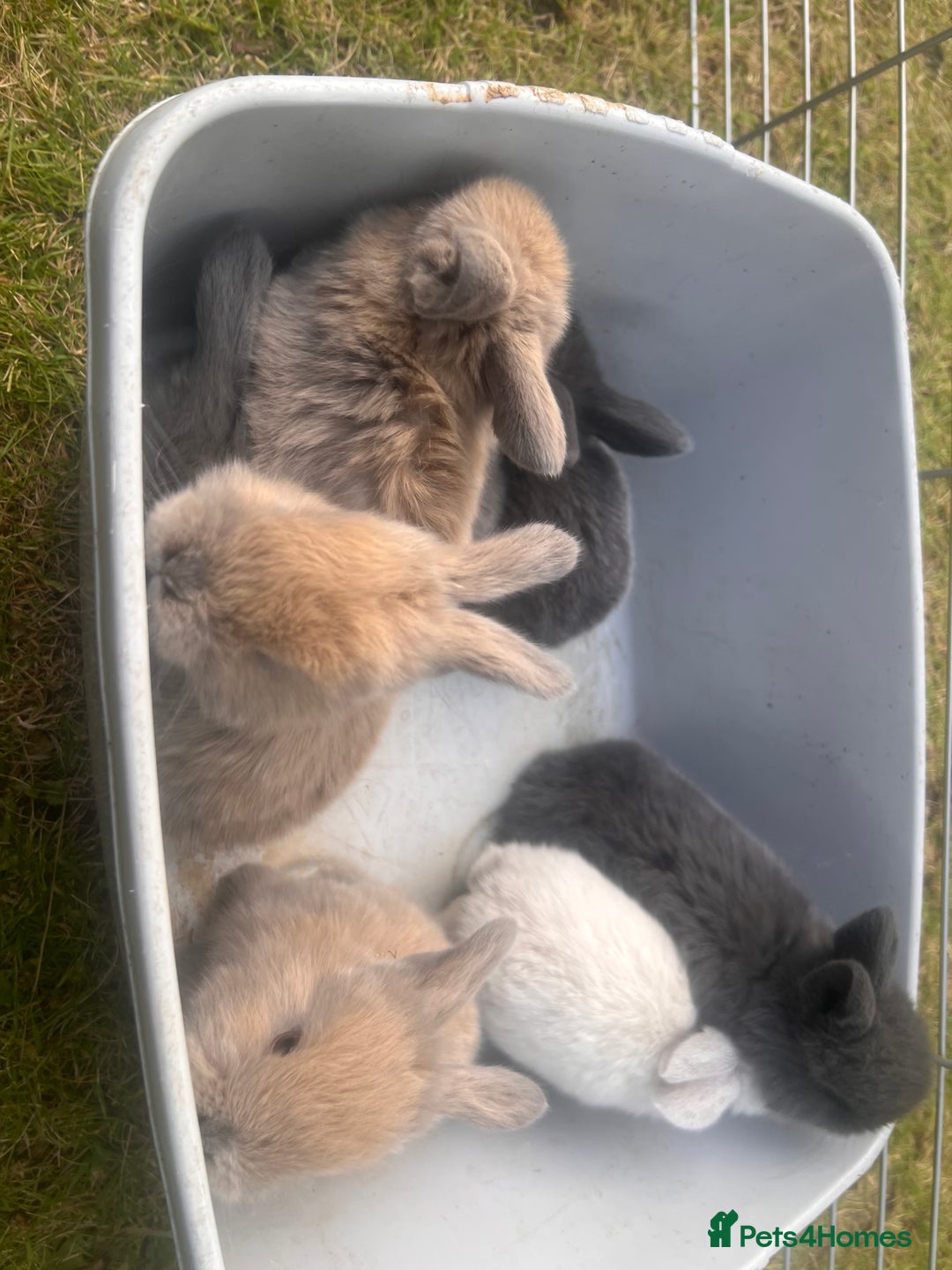 Mini Lion Lop rabbits for sale: Mini lop - Image 35