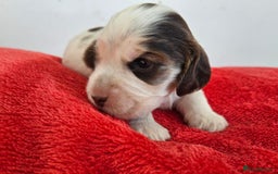 Cocker Spaniel dogs for sale: Quality Sable Show Cocker spaniel Puppies - Image 9