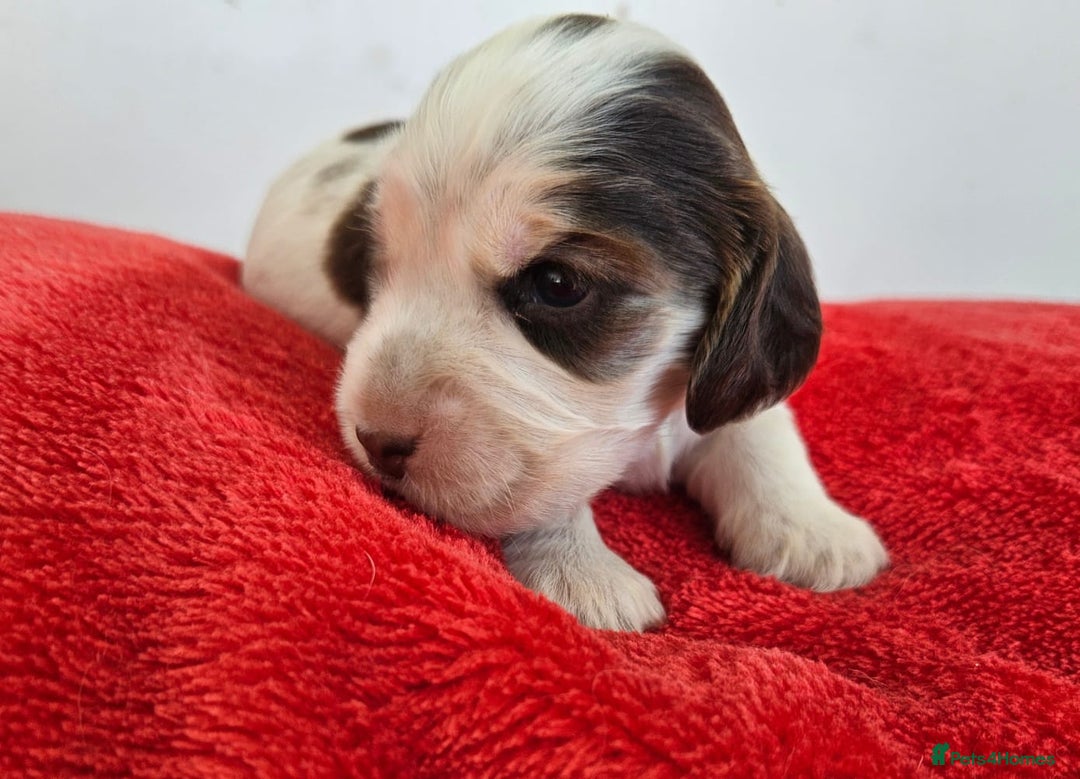 Cocker Spaniel dogs for sale: Quality Sable Show Cocker spaniel Puppies - Image 9